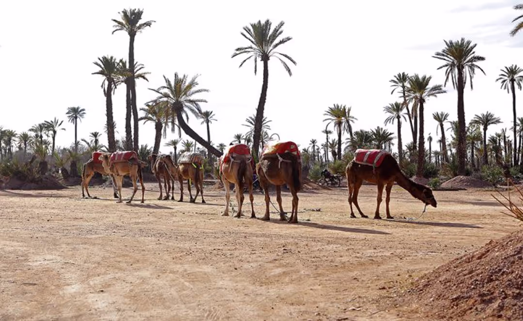 Private day trip to Atlas Mountains with camel ride – 1 Day