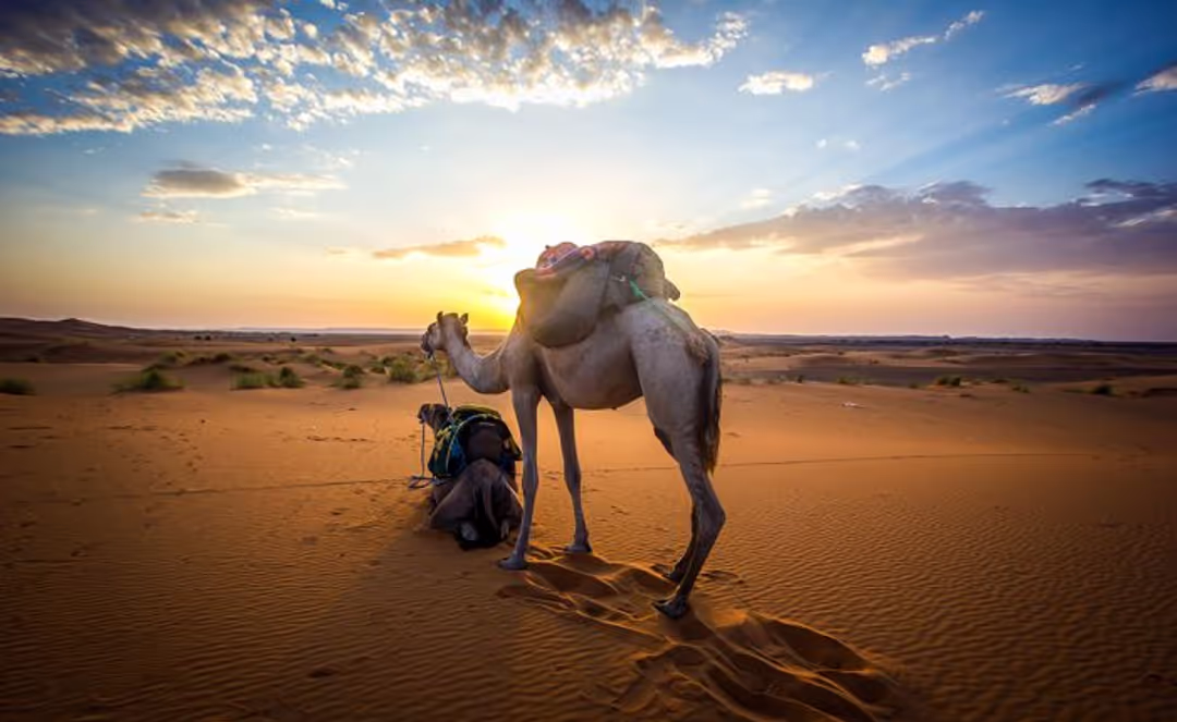 Marrakech 3 Hours Walking guided Tour